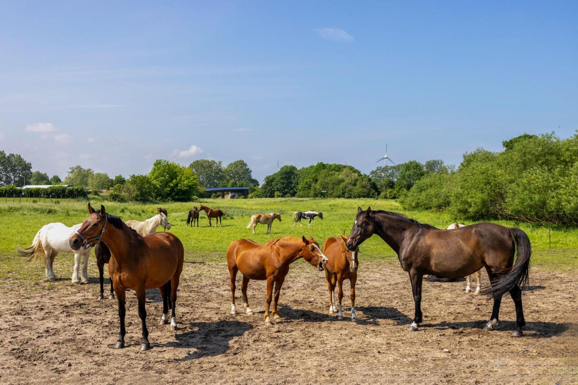 Ferienwohnung "Flori'S Ponyhof" Kröpelin Kültér fotó